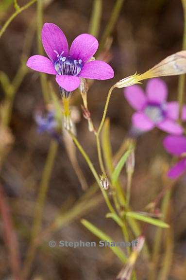 navarretia leptalea ssp leptalea 5 graphic